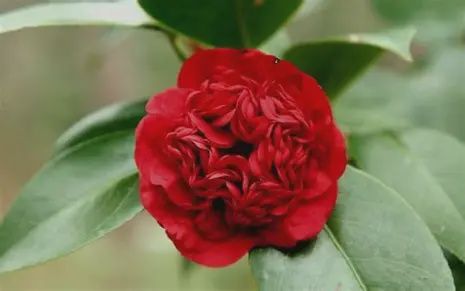 Camellia 'Professor Sargent'