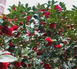 Camellia 'Professor Sargent'