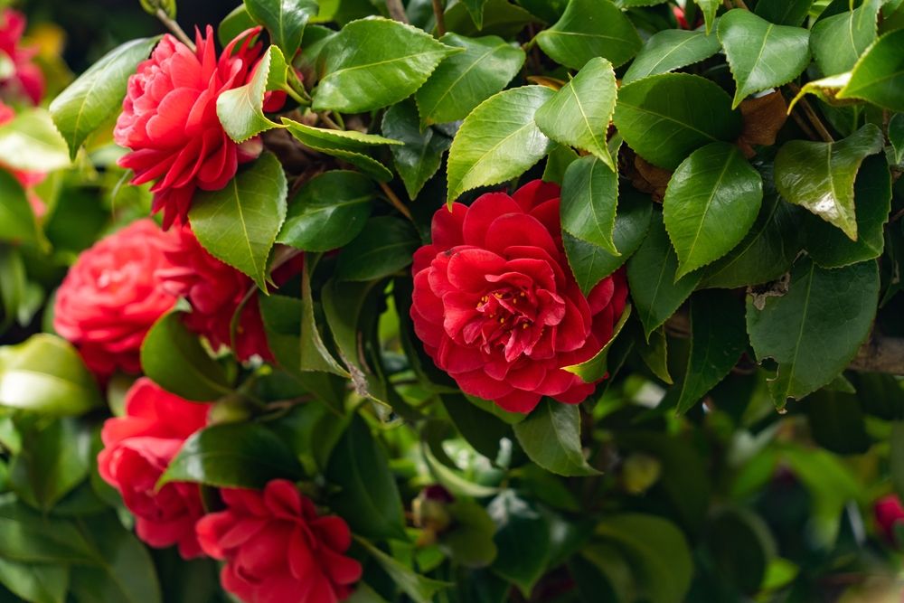 Camellia 'Professor Sargent'
