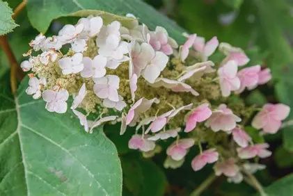 Hydrangea 'Oakleaf'