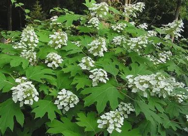 Hydrangea 'Oakleaf'
