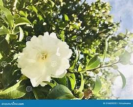 Camellia 'Morning Glow'