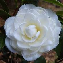 Camellia 'Morning Glow'