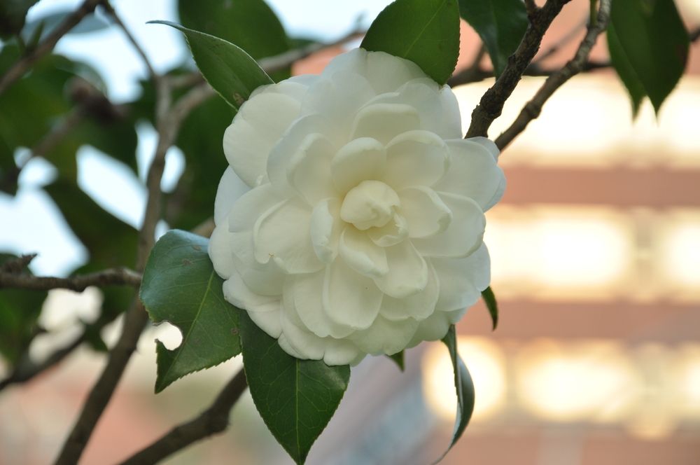 Camellia 'Morning Glow'