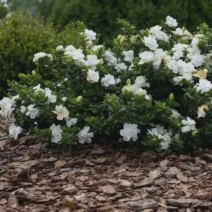 Gardenia 'Frostproof'