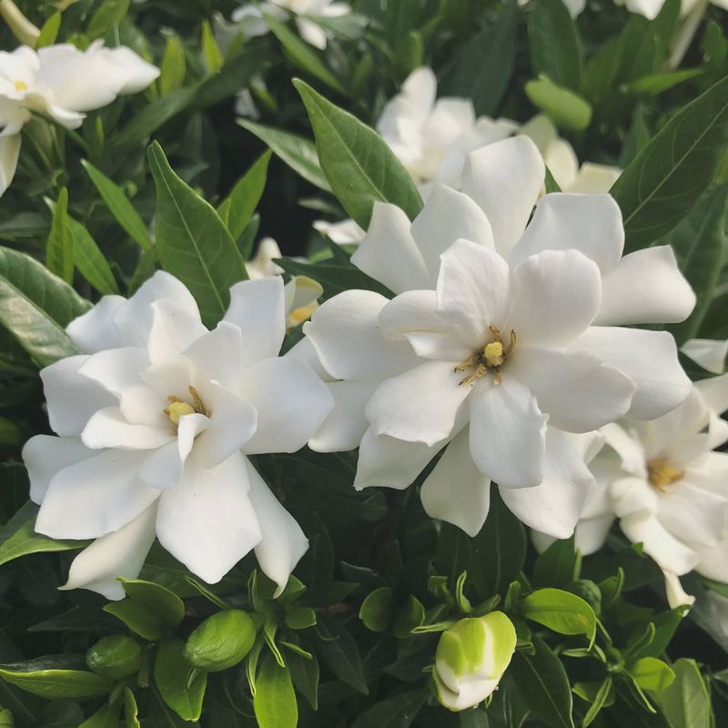 Gardenia 'Frostproof'