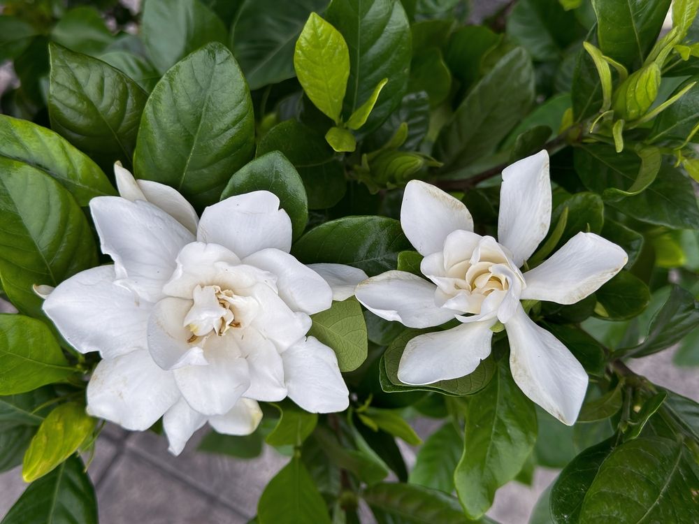 Gardenia 'Frostproof'