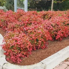 Nandina 'Fire Power'