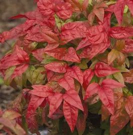Nandina 'Fire Power'