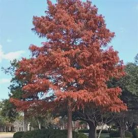 Cypress 'Bald'