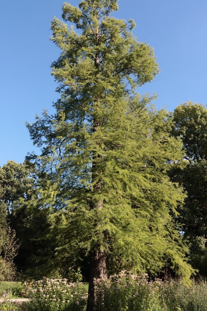 Cypress 'Bald'