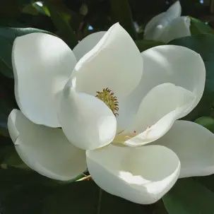 Magnolia 'D. D. Blanchard'