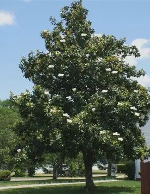 Magnolia 'D. D. Blanchard'