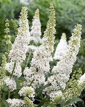 Butterfly Bush 'White Profusion'