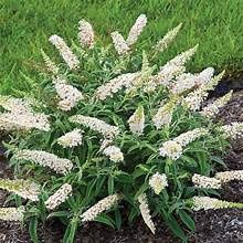 Butterfly Bush 'White Profusion'