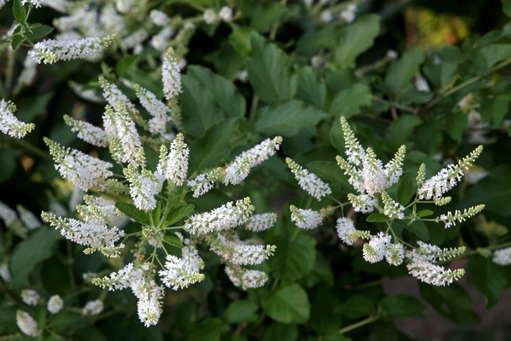 Butterfly Bush 'White Profusion'