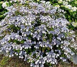 Hydrangea 'Blue Bird'