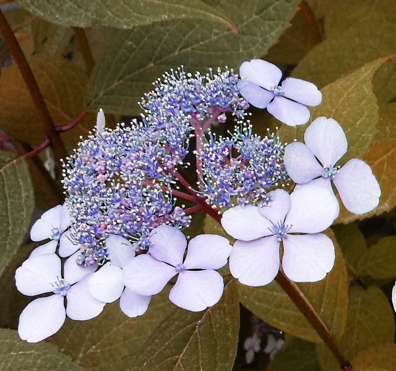 Hydrangea 'Blue Bird'