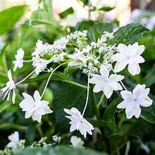 Hydrangea 'Fuji Waterfall'