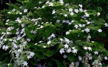 Hydrangea 'Fuji Waterfall'
