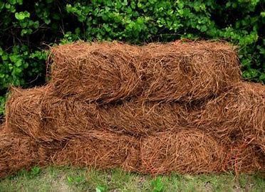 Pine Straw
