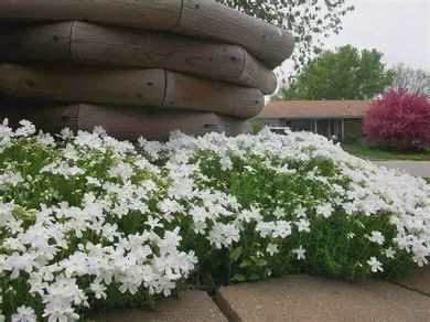 Phlox 'Spring White'