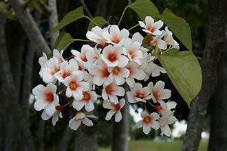 Tung Oil Tree