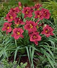 Daylily 'Pardon Me'