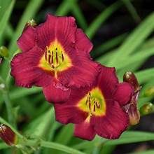 Daylily 'Pardon Me'