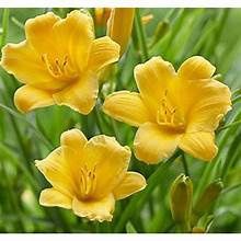 Daylily 'Stella de Oro'