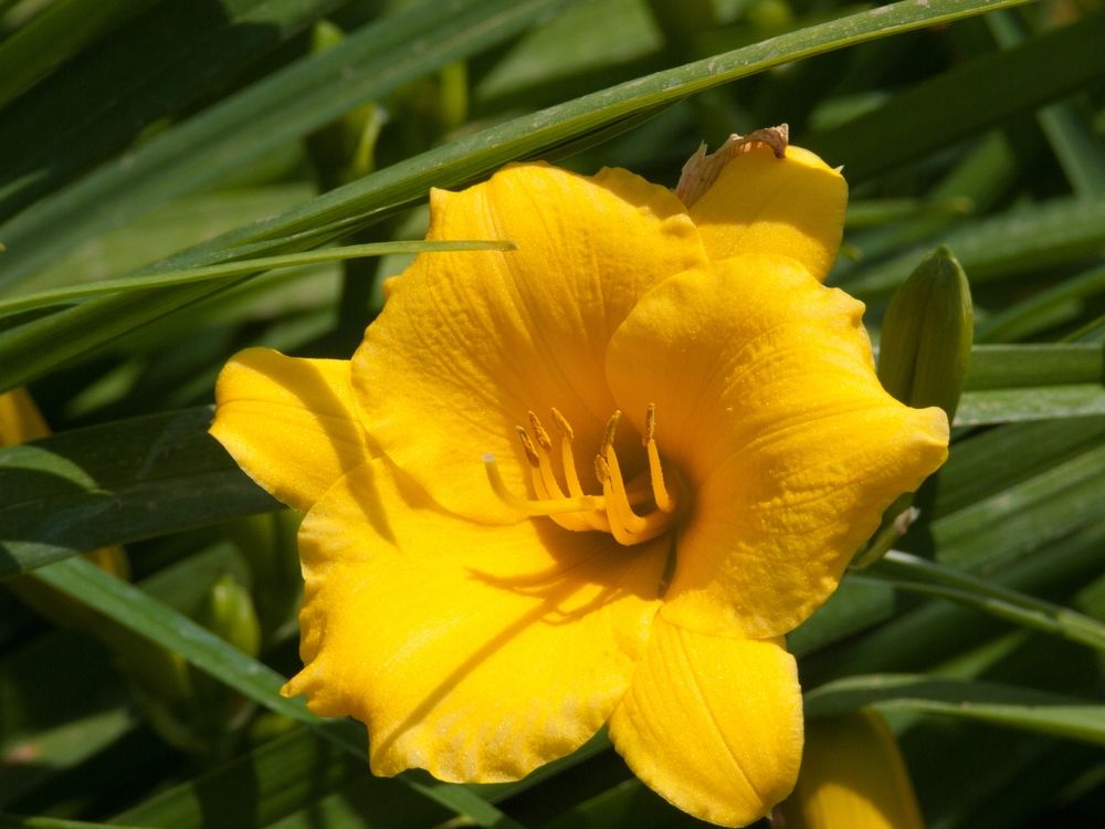 Daylily 'Stella de Oro'