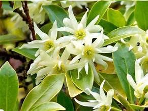 Anise 'Illicum'