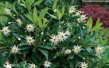 Anise 'Illicum'