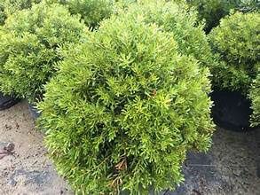 Dwarf Wax Myrtle