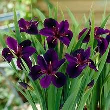 Iris 'Black Gamecock'