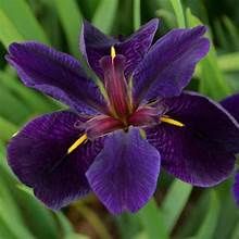 Iris 'Black Gamecock'