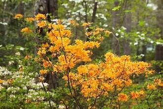 Native Azalea 'General Jackson'