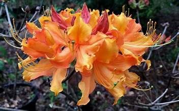 Native Azalea 'General Jackson'