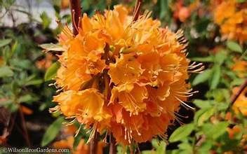 Native Azalea 'Don's Variegated'
