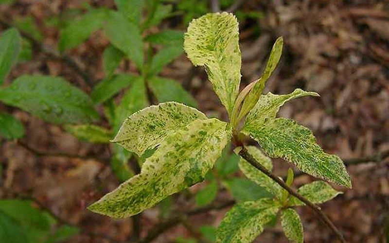 Native Azalea 'Don's Variegated'