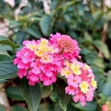 Lantana' Moores Pink'