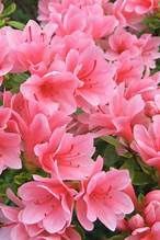 Azalea 'Coral Bells'
