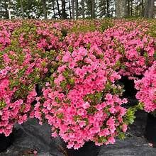 Azalea 'Coral Bells'