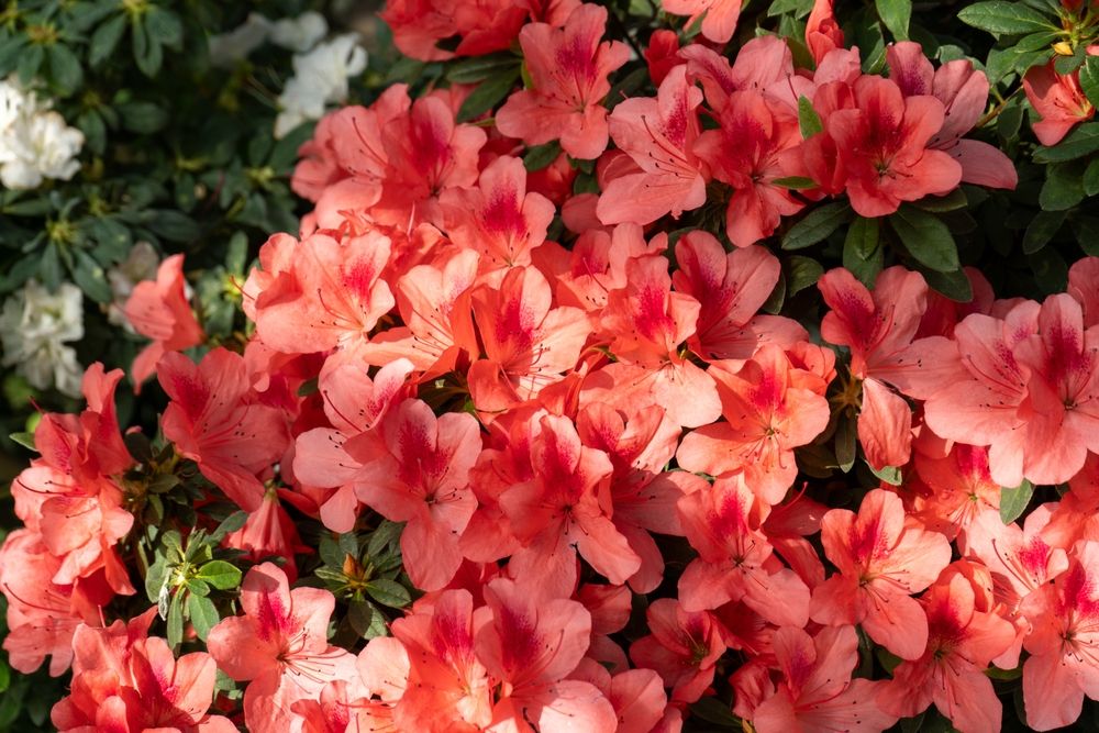 Azalea 'Coral Bells'