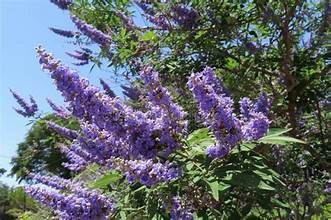 Chaste 'Vitex'