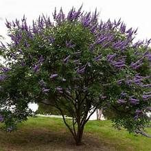 Chaste 'Vitex'