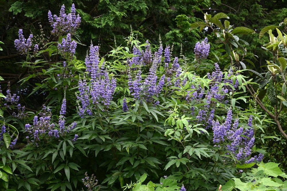 Chaste 'Vitex'