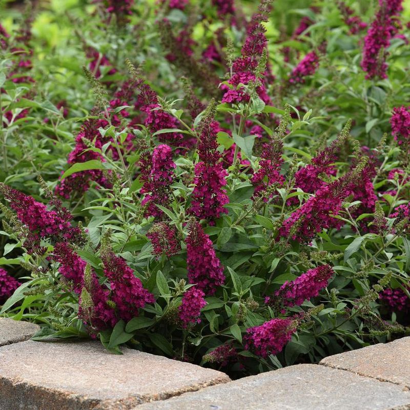Butterfly Bush 'Cranberry'