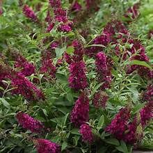 Butterfly Bush 'Cranberry'
