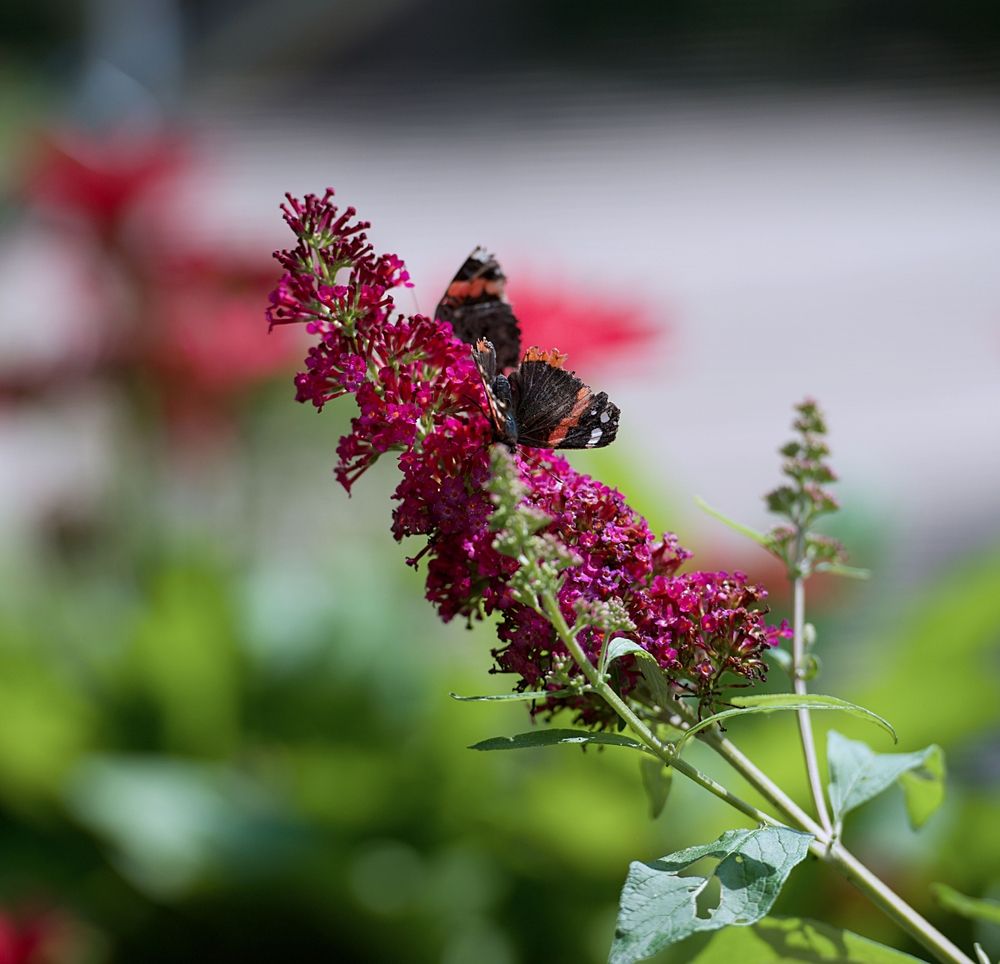 Butterfly Bush 'Cranberry'